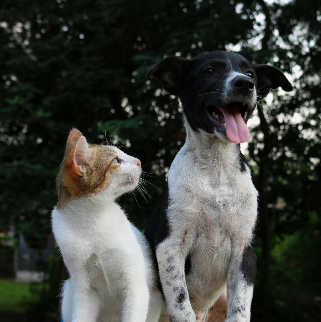 poils et nettoyage