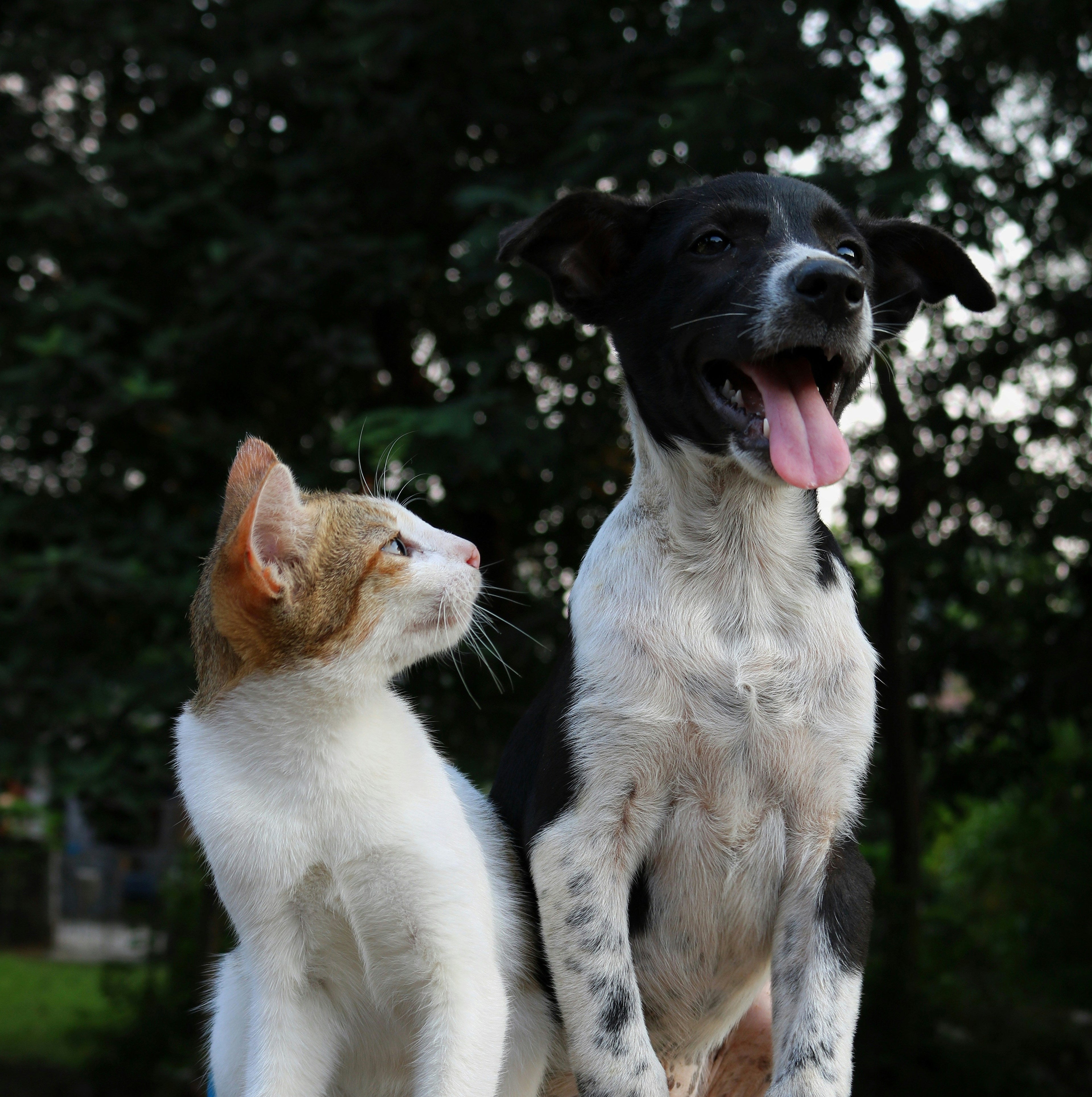 poils et nettoyage