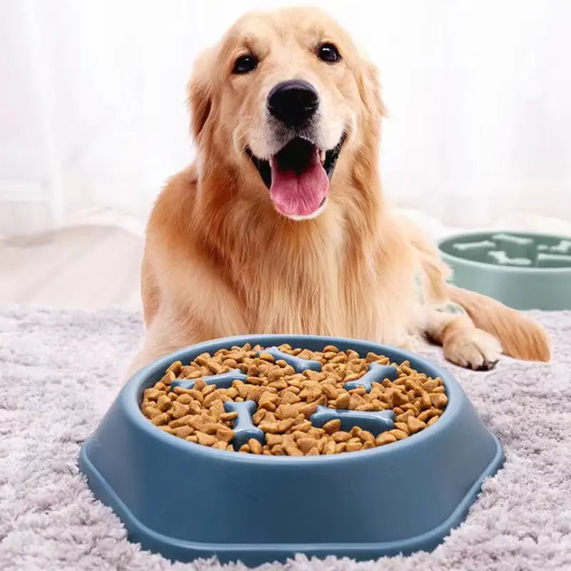 Gamelle Anti-Glouton Premium - Santé et Sérénité pour vos Compagnons PetWorld